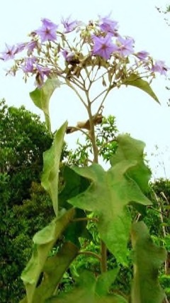 Solanum paniculatum Jurubeba, Nightshade
